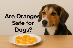 Are Orange Safe For Dogs?