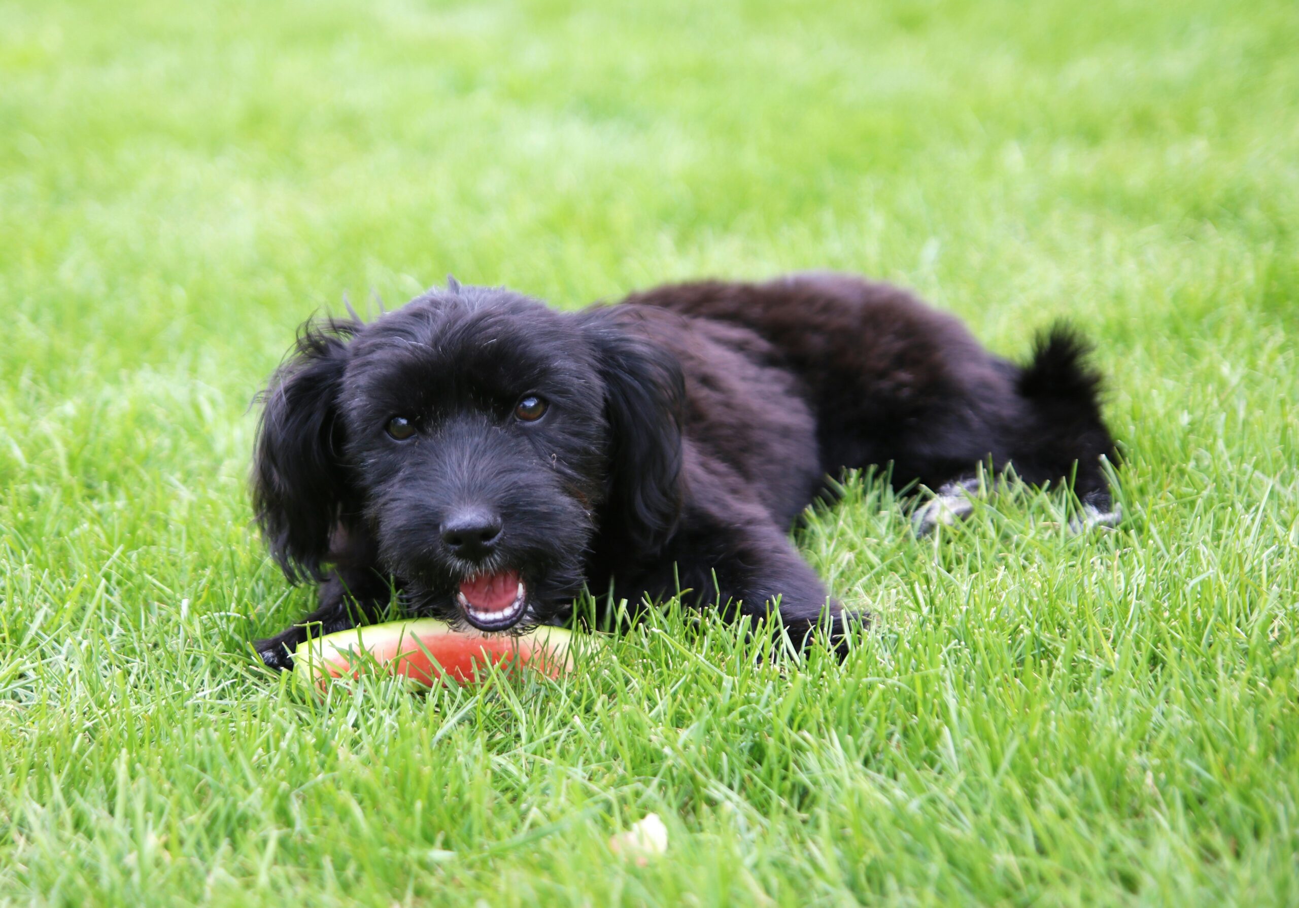 Can dogs eat watermelon